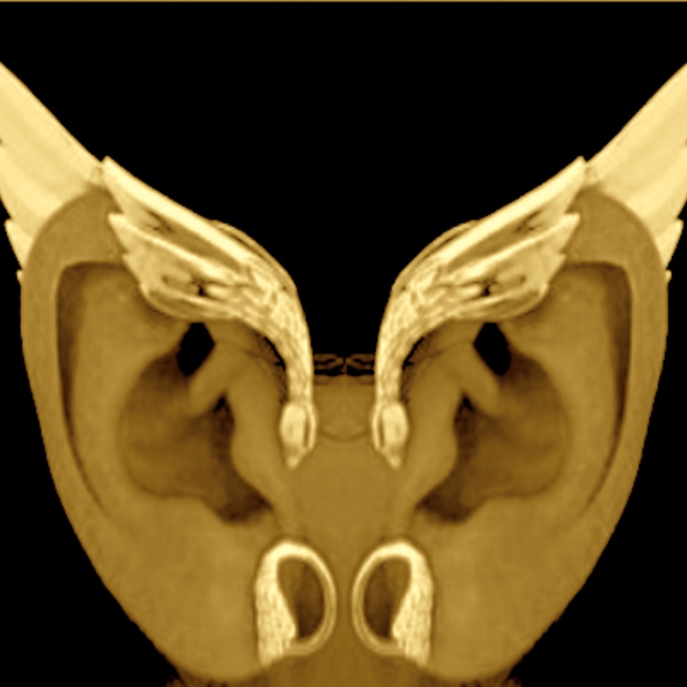 Elf Ears Wings - image 1